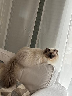 Ragdoll Ticino allevamento cuccioli