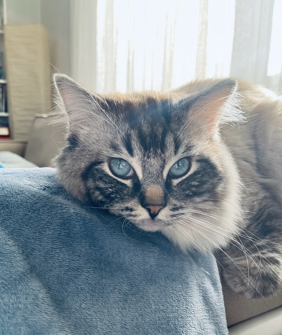 Ragdoll Allevamento Natale cuccioli