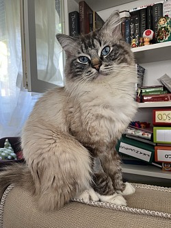 Ragdoll allevamento