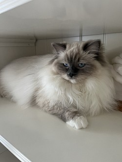 Ragdoll cucciolata