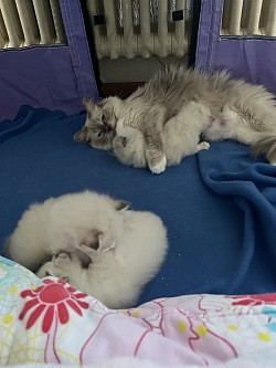 Cuccioli ragdoll gatti allevamento Ticino
