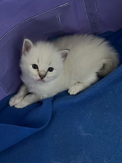 Cuccioli ragdoll allevamento disponibili