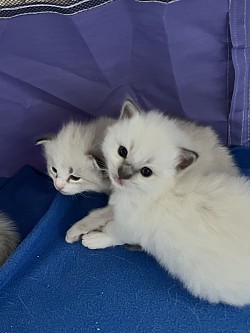 Cuccioli ragdoll maschi femmine Ticino