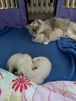 Allevamento cuccioli ragdoll Ticino Svizzera Milano