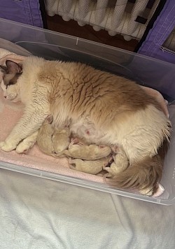 Cucciolo cuccioli ragdoll allevamento ticino