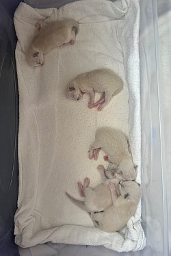 Cuccioli ragdoll Ticino allevamento