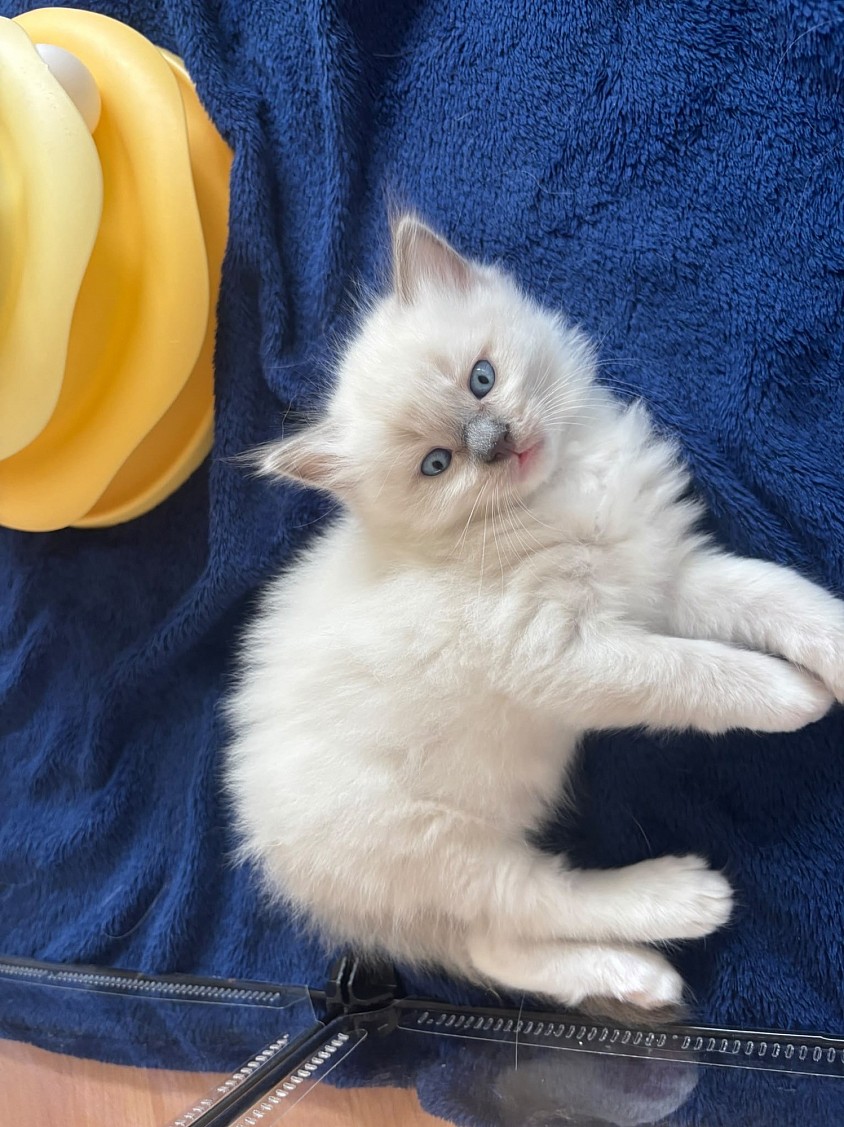 Cuccioli cucciolata gattini ragdoll