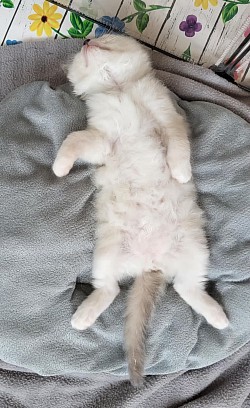 Cucciolo ragdoll allevamento Ticino