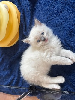 Ragdoll gatti allevamento ticino