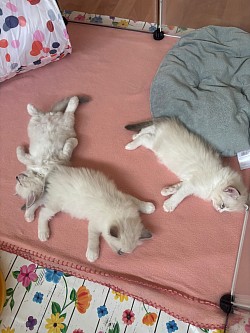 Cuccioli gattini ragdoll allevamento gatti Ticino Lugano Svizzera