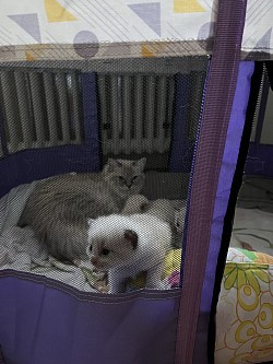 Ragdoll cuccioli disponibili allevamento