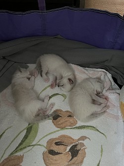 Cucciolo ragdoll