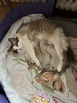 Ragdoll cuccioli Ticino