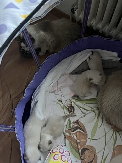 Ticino ragdoll cuccioli disponibili allevamento