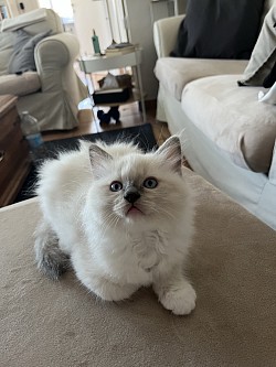 Cuccioli ragdoll Lugano allevamento