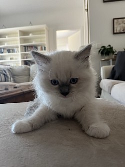 Ragdoll allevamento Ticino