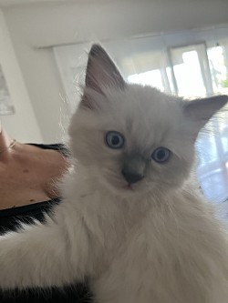 Cuccioli ragdoll allevamento Ticino lugano