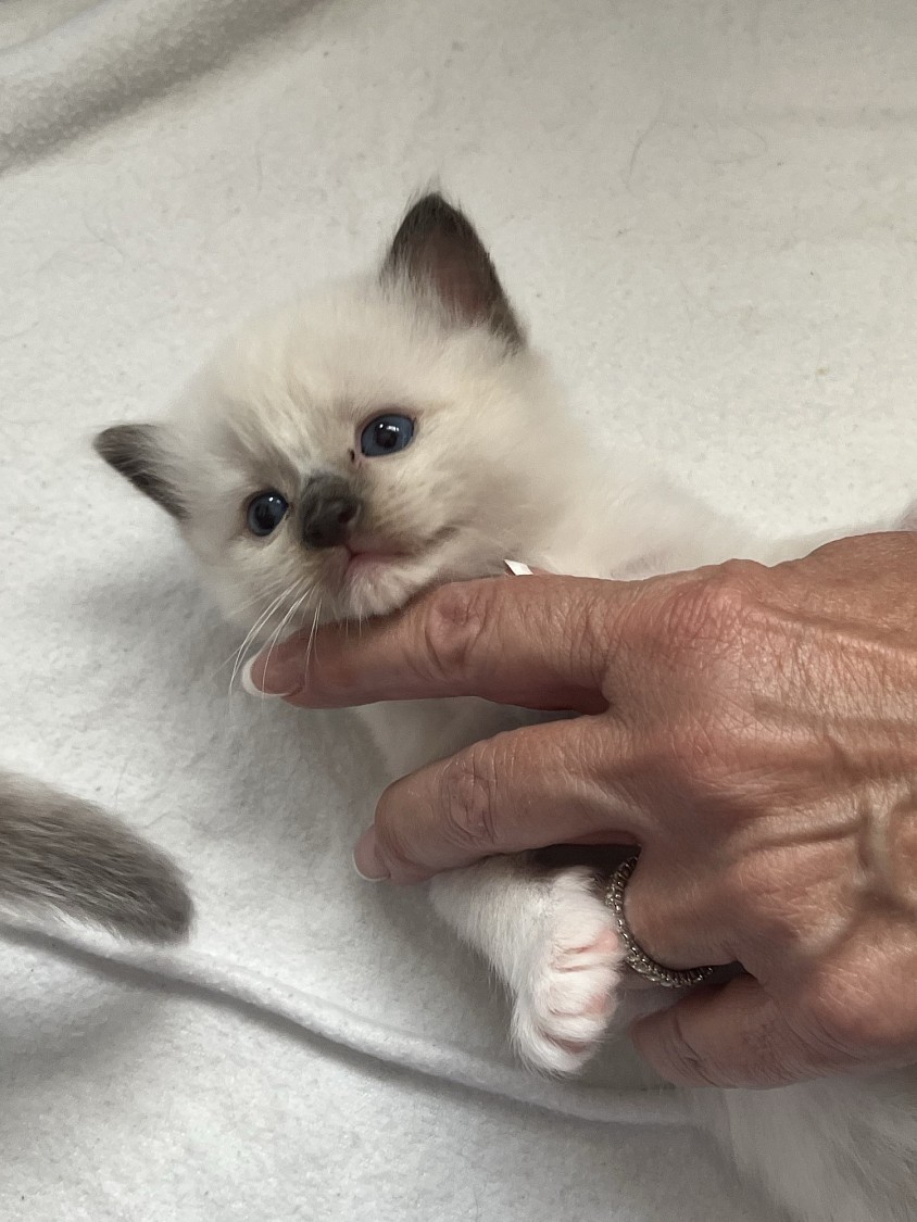 Ragdoll cuccioli allevamento Lugano Ticino Svizzera