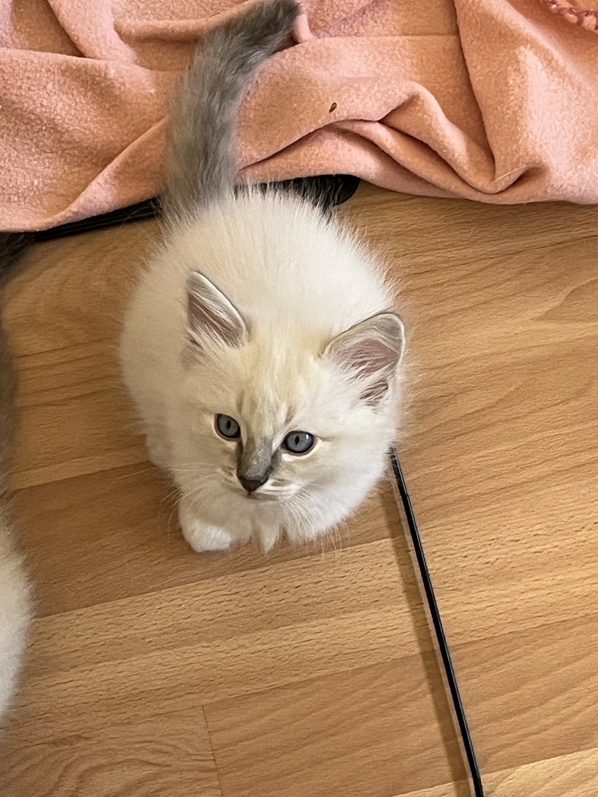 Ragdoll gatti cuccioli allevamento lugano