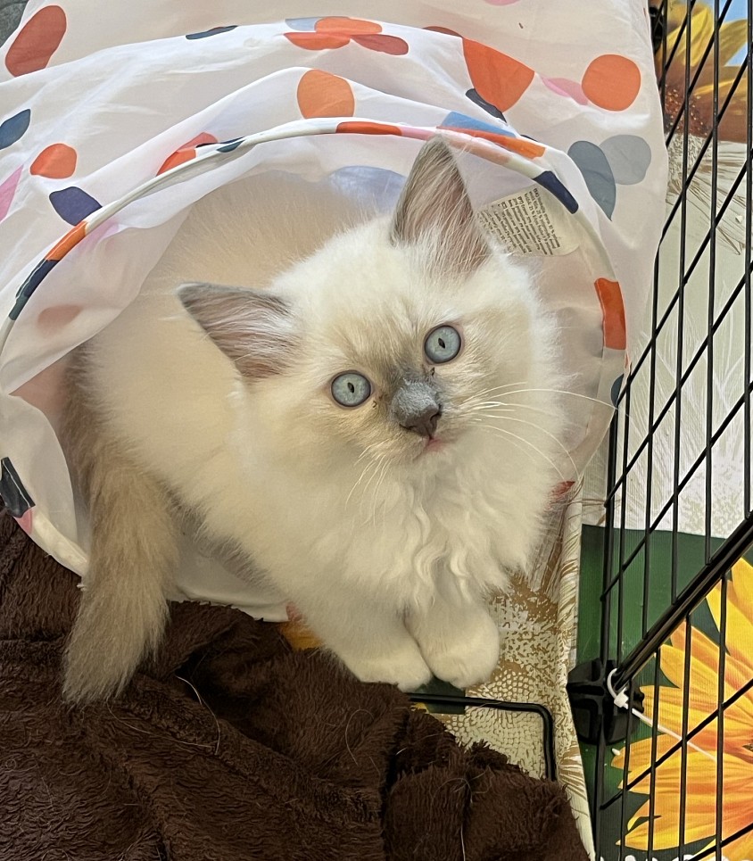 Cucciolo maschio ragdoll disponibile allevamento Lugano Ticino