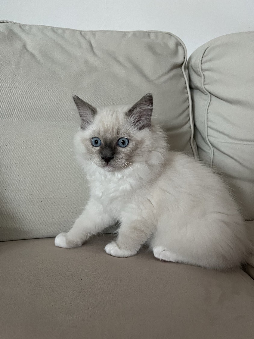 Cucciolo disponibile ragdoll allevamento Ticino Lugano