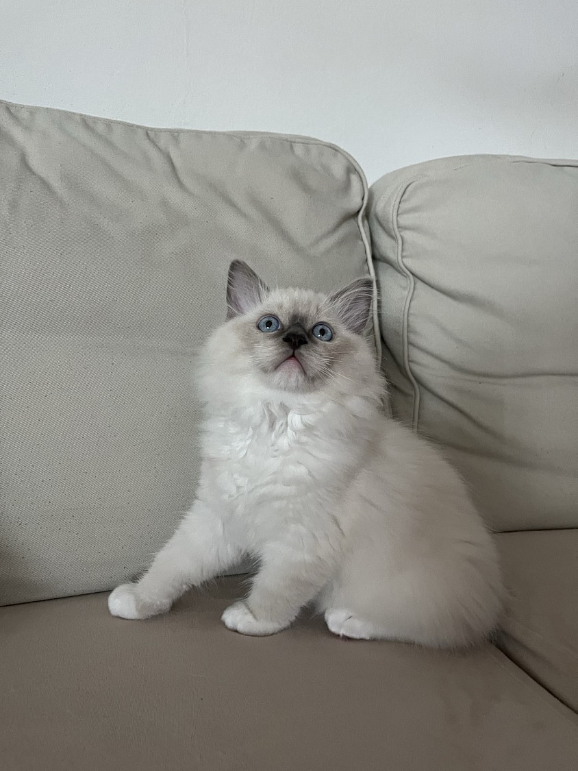 Cucciolo ragdoll disponibile allevamento Ticino Lugano