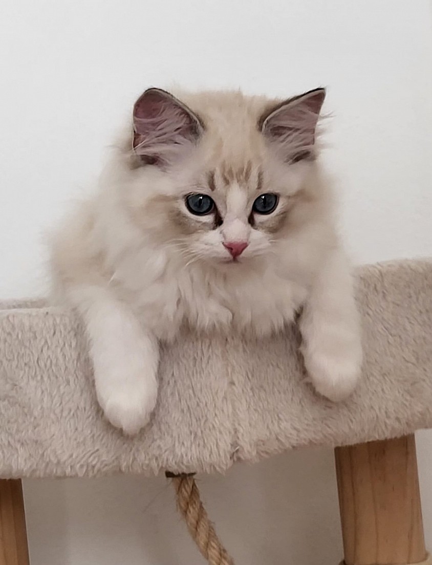 Cuccioli ragdoll allevamento Ticino Lugano