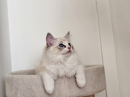 Ragdoll cuccioli allevamento Ticino lugano
