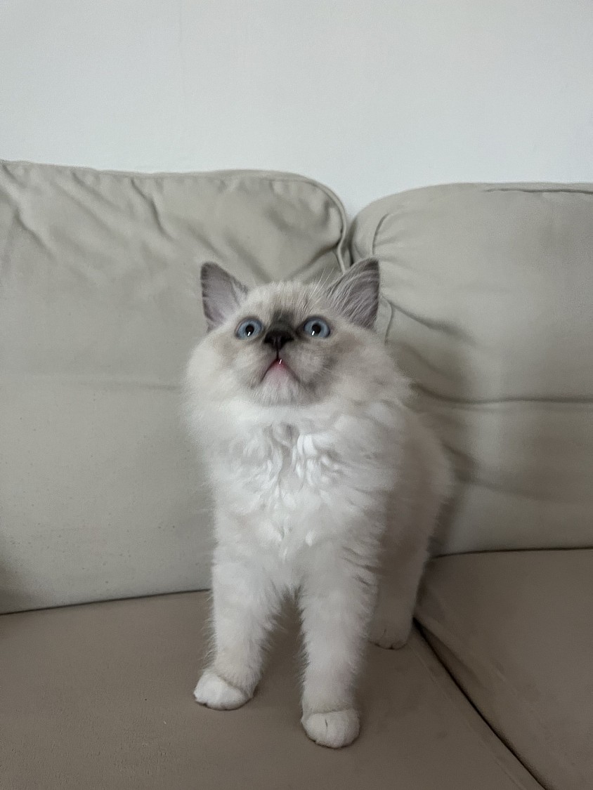 Cuccioli ragdoll allevamento Ticino Lugano