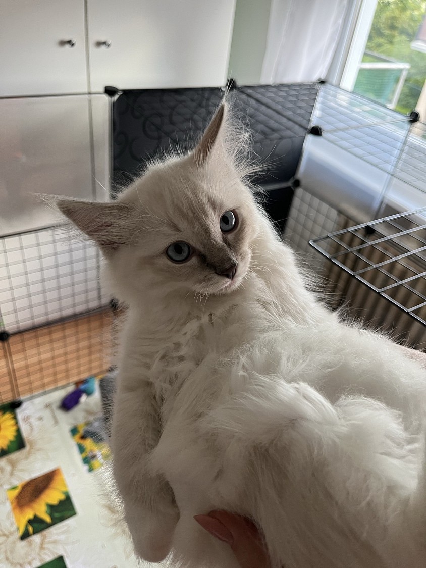 Ragdoll cuccioli disponibili Ticino allevamento Lugano